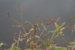 Persicaria hydropiperoides