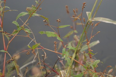 Persicaria hydropiperoides