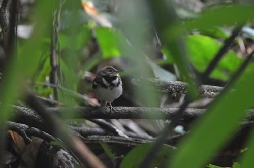 Forest Wagtail (Dendronanthus indicus), photo 6