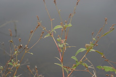 Persicaria hydropiperoides