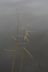 Persicaria hydropiperoides