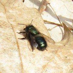 Osmia lignaria lignaria