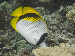 Chaetodon lineolatus