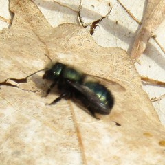 Osmia lignaria lignaria