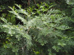 Calocedrus formosana