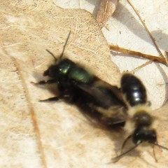 Osmia lignaria lignaria