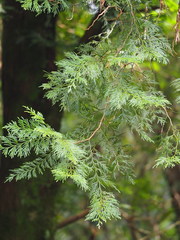 Calocedrus formosana