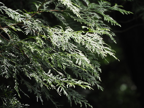 Image of Calocedrus formosana by no rights reserved