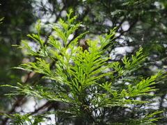 Calocedrus formosana