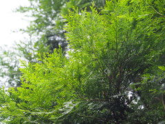 Calocedrus formosana