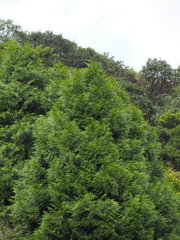 Calocedrus formosana