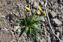 Taraxacum macroceras