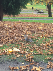 Sciurus carolinensis