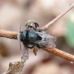 Osmia lignaria lignaria