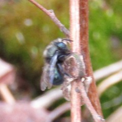 Osmia lignaria lignaria