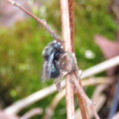 Osmia lignaria lignaria