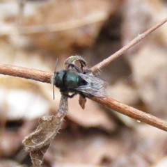 Osmia lignaria lignaria