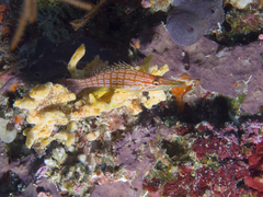 Oxycirrhites typus