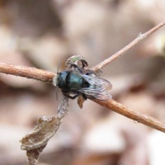 Osmia lignaria lignaria