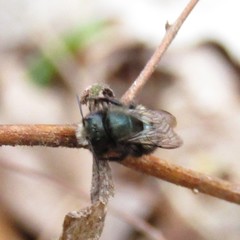 Osmia lignaria lignaria