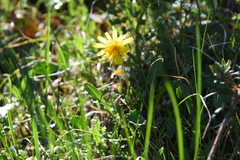 Taraxacum nivale