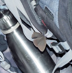 Pseudodebis valentina