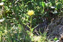 Taraxacum nivale