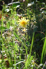 Taraxacum nivale