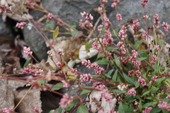 Persicaria longiseta