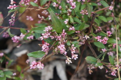 Persicaria longiseta