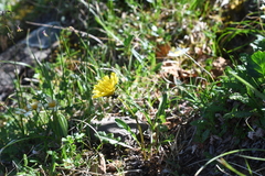 Taraxacum nivale