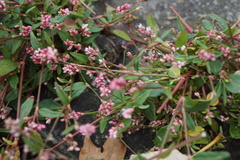 Persicaria longiseta