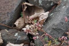 Persicaria longiseta
