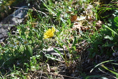 Taraxacum nivale
