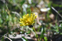 Taraxacum nivale