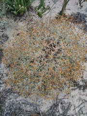 Helichrysum cochleariforme