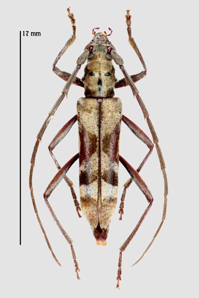 Mallocera ramosa