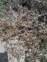 Helichrysum cochleariforme