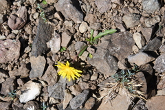 Taraxacum nivale