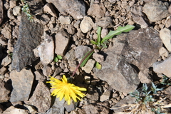 Taraxacum nivale
