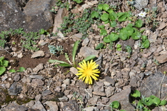 Taraxacum nivale