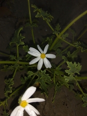 Perityle crassifolia robusta