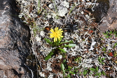 Taraxacum nivale