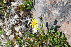 Taraxacum nivale
