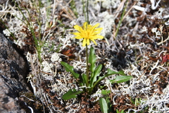 Taraxacum nivale