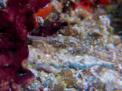 Corythoichthys schultzi