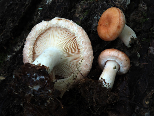 Woolly Milkcap