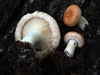 Woolly Milkcap - Photo (c) Liz Weinstein // A.K.A. mushroomphotography, some rights reserved (CC BY-NC-ND), uploaded by Liz Weinstein // A.K.A. mushroomphotography