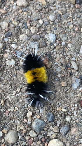 Spotted Tussock Moth