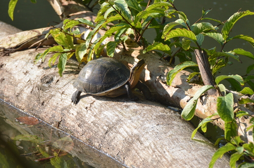 Amboina Box Turtle; Southeast Asian Box Turtle, Cuora amboinensis